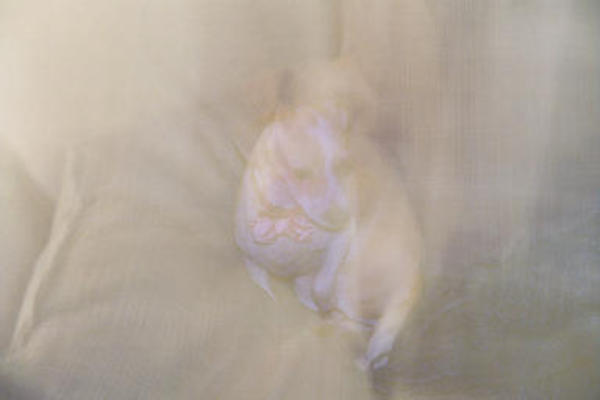 Emily with shiny collar and bowtie