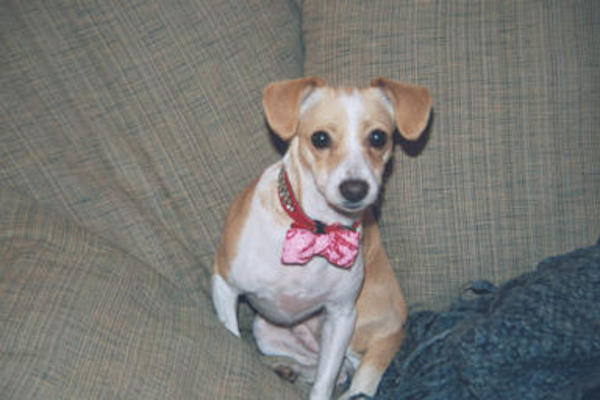 Emily with shiny collar and bowtie