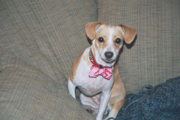 Emily with shiny collar and bowtie