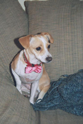 Emily with shiny collar and bowtie