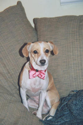 Emily with shiny collar and bowtie