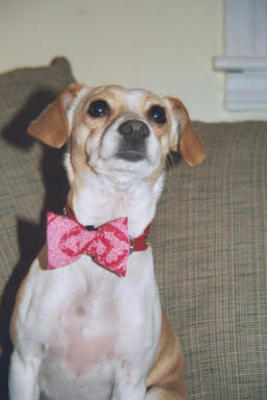 Emily with shiny collar and bowtie