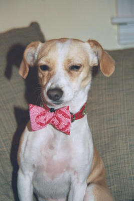 Emily with shiny collar and bowtie