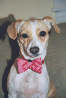 Emily with shiny collar and bowtie