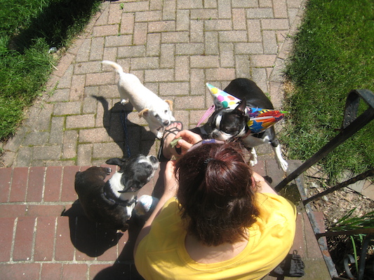 Xine and Cubby, Emily and Bruno (sporting his party hats) (05-05-2010 13:54)