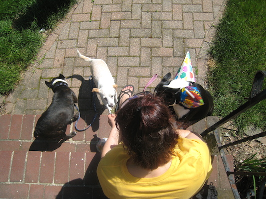 Xine and Cubby, Emily and Bruno (sporting his party hats) (05-05-2010 13:54)