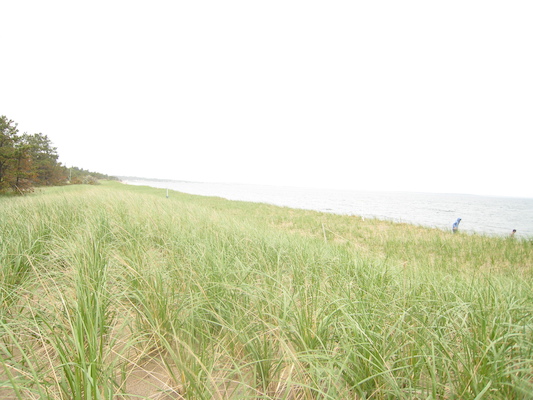 Ferry Beach (05-08-2010 08:51)