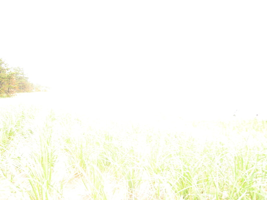 Ferry Beach (05-08-2010 08:51)