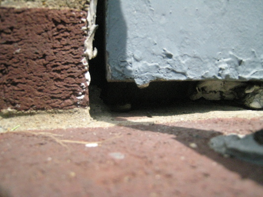 Sunny the snake (05-22-2010 10:42)