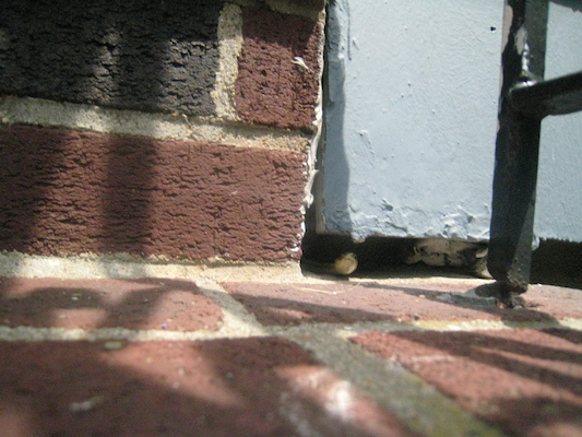 Sunny the snake (05-22-2010 10:46)