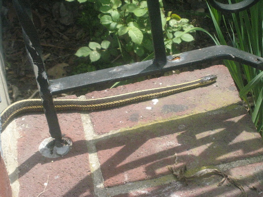 Sunny the snake (05-22-2010 10:47)