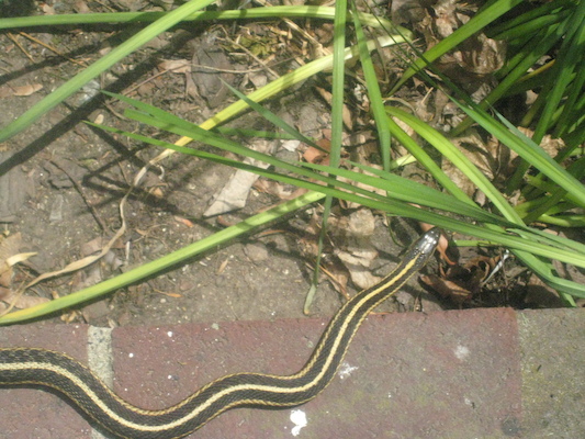 Sunny the snake (05-22-2010 10:47)