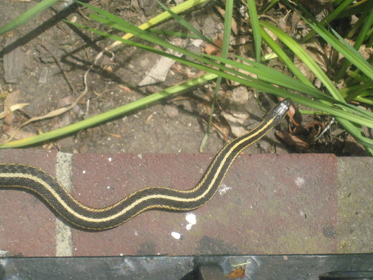 Sunny the snake (05-22-2010 10:47)