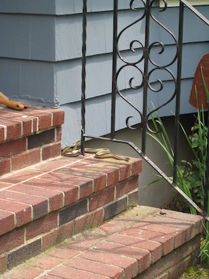 Sunny snakes peaking out (06-05-2010 09:29)