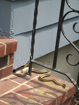 Sunny snakes peaking out (06-05-2010 09:30)