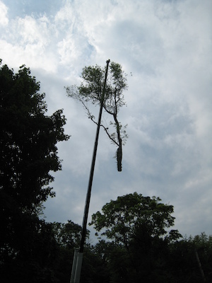 Tree removal (06-05-2010 09:31)