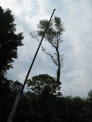 Tree removal (06-05-2010 09:31)