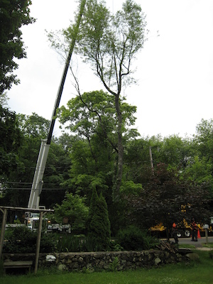 Tree removal (06-05-2010 09:31)