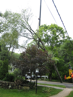 Tree removal (06-05-2010 09:31)