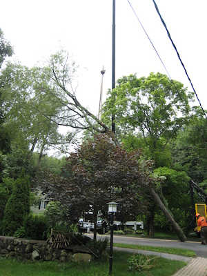 Tree removal (06-05-2010 09:31)