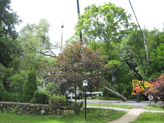 Tree removal (06-05-2010 09:31)