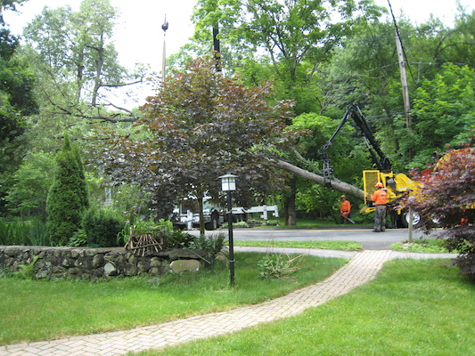 Tree removal (06-05-2010 09:32)