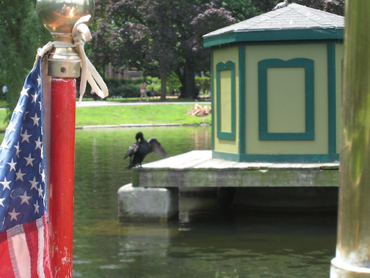 Cormorant from the Swan Boat (06-22-2010 11:39)