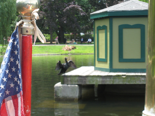 Cormorant from the Swan Boat (06-22-2010 11:39)