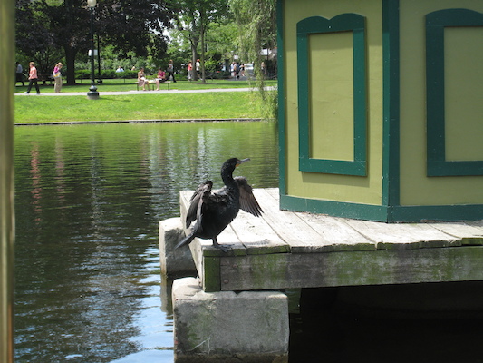 Cormorant from the Swan Boat (06-22-2010 11:39)