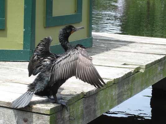 Cormorant from the Swan Boat (06-22-2010 11:39)