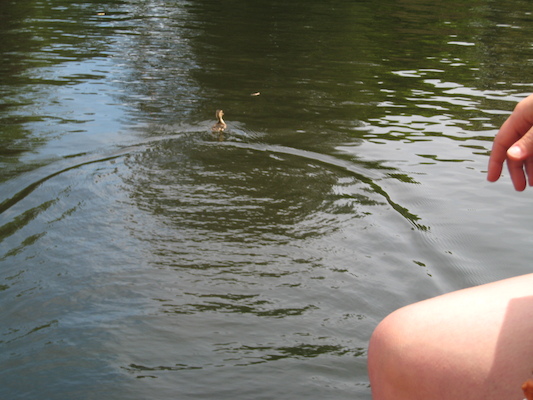 Little duckling (06-22-2010 11:41)