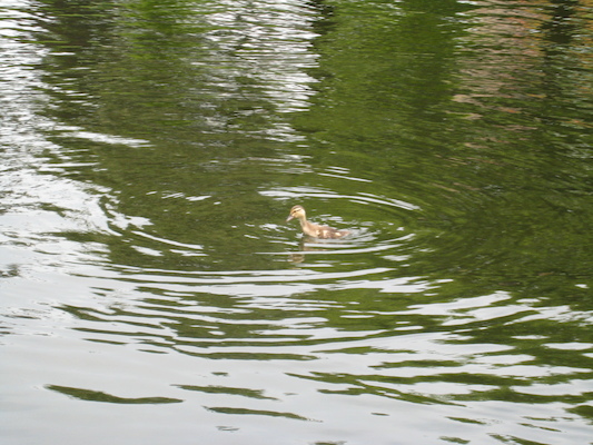 Little duckling (06-22-2010 11:42)