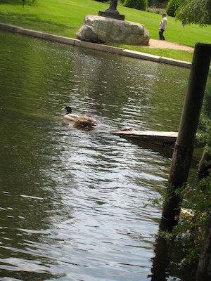 Ducks and turtle (06-22-2010 11:46)