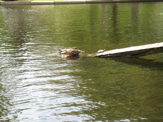 Ducks and turtle (06-22-2010 11:46)