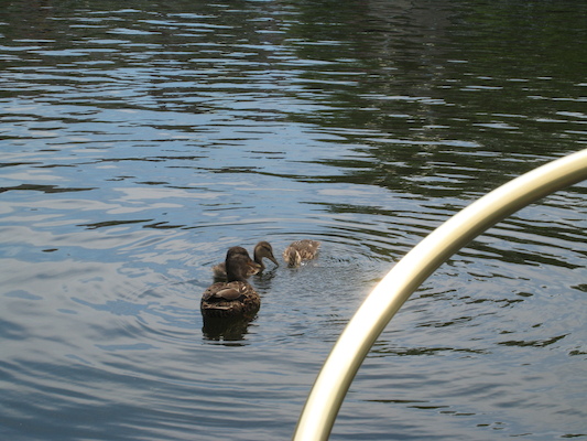 Duck family (06-22-2010 11:46)