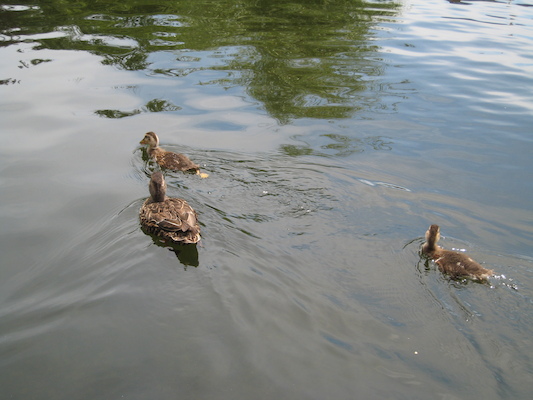 Duck family (06-22-2010 11:46)