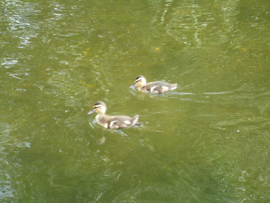 Duck family (06-22-2010 11:47)