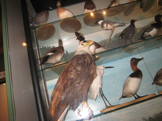 Birds at the MoS (by Cole) (06-22-2010 14:41)