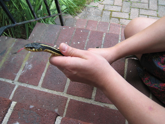 Xine holding one of the Sunny snakes (by Tim) (06-23-2010 16:56)