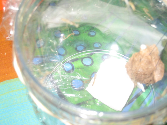 Praying Mantises (07-07-2010 15:56)