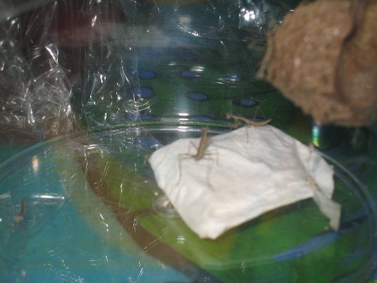 Praying Mantises (07-07-2010 15:57)