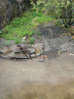 Otters (07-14-2010 09:30)