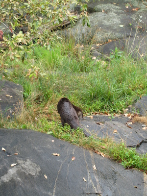 Otters (07-14-2010 09:33)