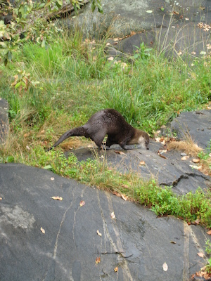 Otters (07-14-2010 09:33)
