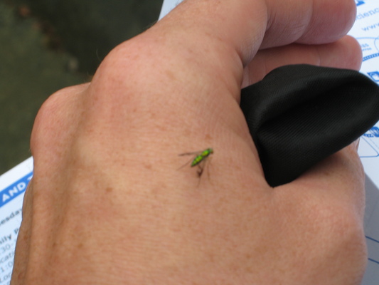 Green fly (07-14-2010 09:34)