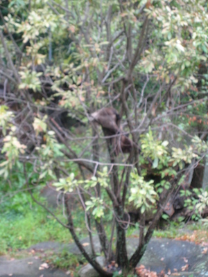 Otter up a tree (07-14-2010 09:34)