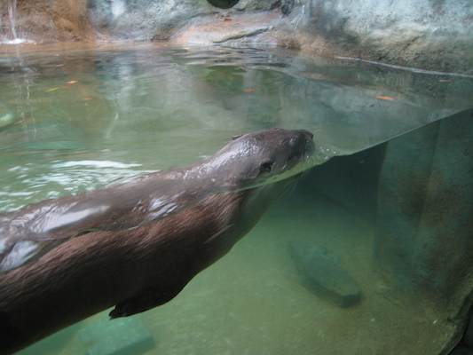 Swimming otter (07-14-2010 09:37)