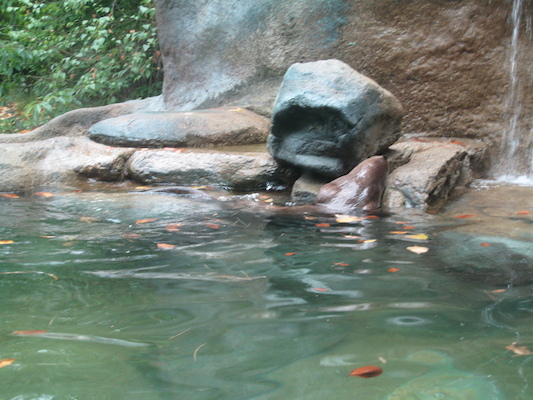 Swimming otter (07-14-2010 09:37)