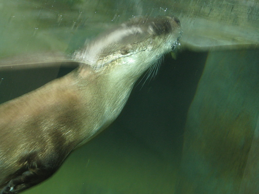 Swimming otter (07-14-2010 09:37)