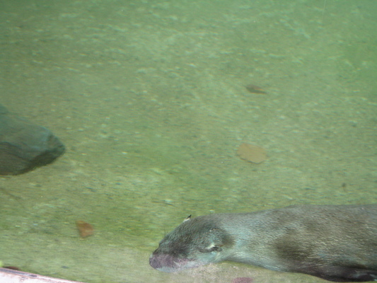 Swimming otter (07-14-2010 09:37)